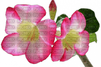 FLOWERS - Free PNG