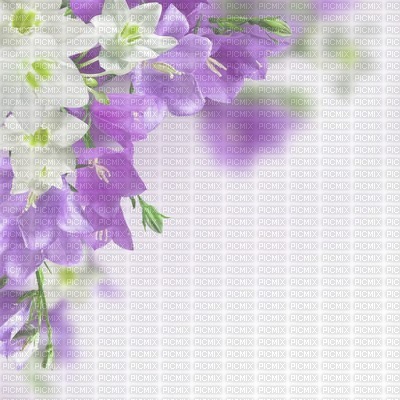 bg-White_and_Purple_Flowers - Free PNG