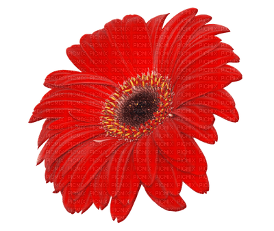 Flowers red bp - darmowe png