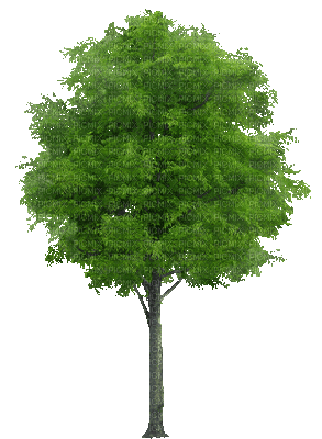Arbre.Tree.Árbol.green.Victoriabea - GIF animado gratis