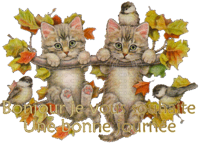 deux chats accrochés à une branche - Ingyenes animált GIF