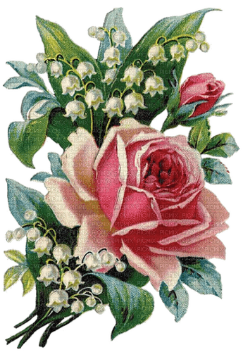 Maiglöckchen, Rose, Blumen - zadarmo png