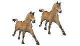 cavalos - Gratis animeret GIF