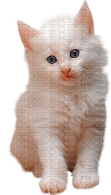 Kaz_Creations Cat Kitten - kostenlos png