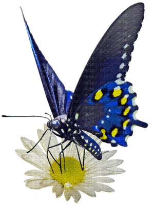 mariposa - kostenlos png