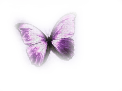 butterfly - безплатен png