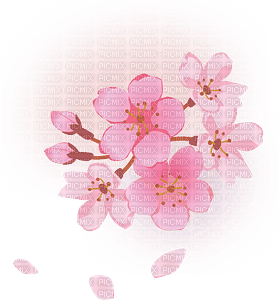 Sakura Blossom - zadarmo png
