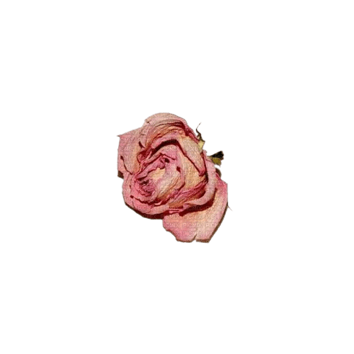 dried rose - 免费PNG
