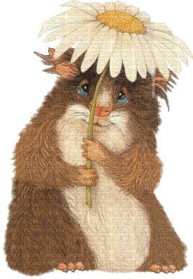 marmotes - GIF animé gratuit