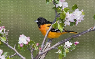Kaz_Creations Backgrounds Background Birds - zadarmo png