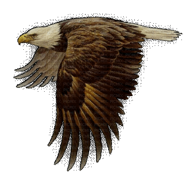 aigle ( - 無料のアニメーション GIF
