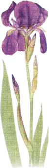soave deco flowers iris purple  green - PNG gratuit
