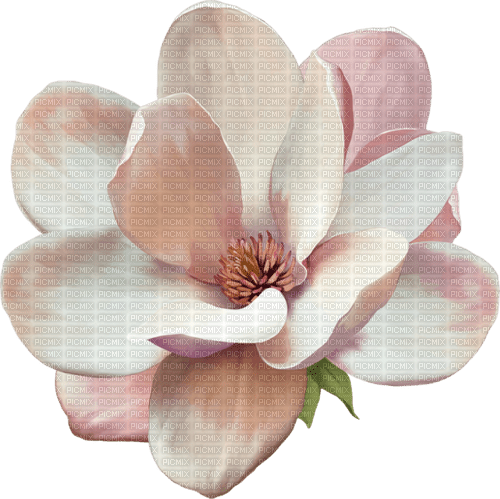 magnolia Bb2 - bezmaksas png