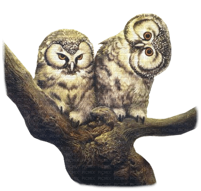 Kaz_Creations Birds Bird Owls - zdarma png