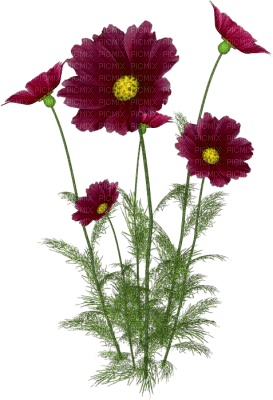 flowers two katrin - png ฟรี