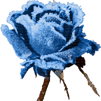 oszroniona róża - Nemokamas animacinis gif