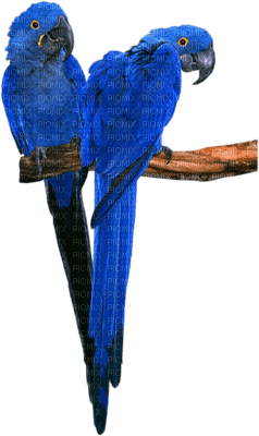 minou-blue-bird-birds - PNG gratuit