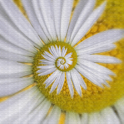 Flowers white bp - Free animated GIF