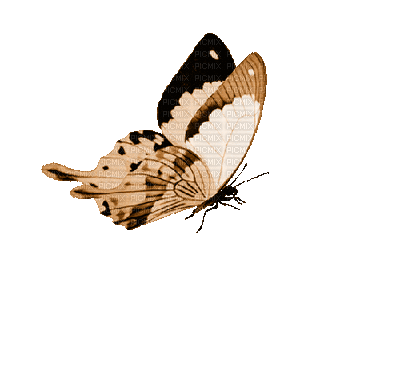 Butterfly, Butterflies, Brown - Jitter.Bug.Girl - Bezmaksas animēts GIF