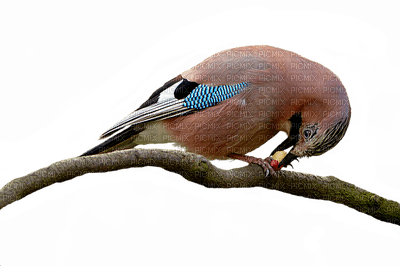 lintu, bird - png grátis