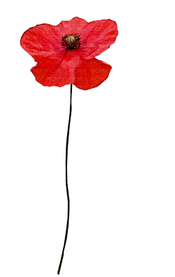 soave deco flowers poppy red - gratis png