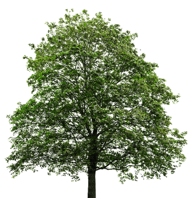 Kaz_Creations Tree - gratis png