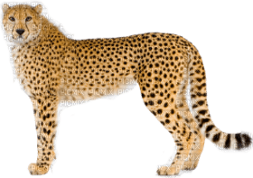 Kaz_Creations Cheetah - 免费PNG