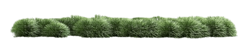 grass - ilmainen png