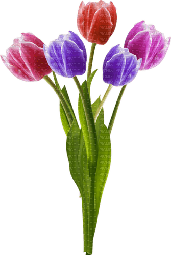 Flores Tulipán - PNG gratuit