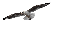 Птица - Bezmaksas animēts GIF