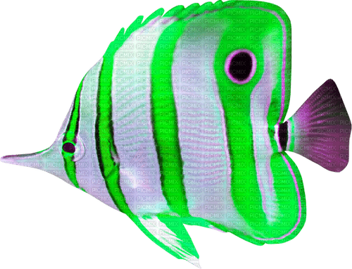 Fish.Green.Purple.White - gratis png