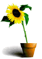 sunflower gif tournesol - Бесплатный анимированный гифка