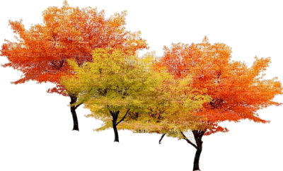 autumn trees bp - zadarmo png