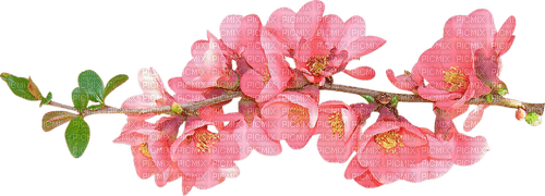 pink watercolor flower spring - png ฟรี