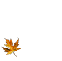 leaf - Free animated GIF