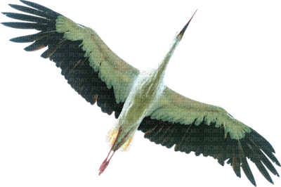 Kaz_Creations Deco Bird Colours - PNG gratuit