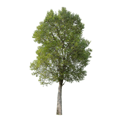 puu, tree, luonto, nature - 無料png