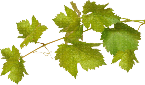 Ветка винограда - PNG gratuit