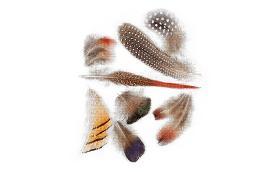 Feather - png ฟรี