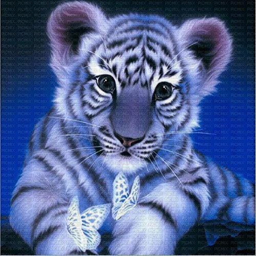 maj tigre coloré - gratis png