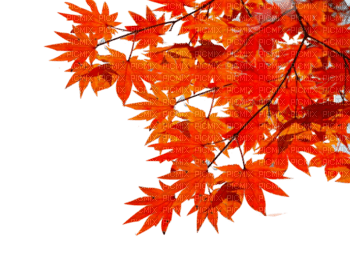 leaves - zdarma png