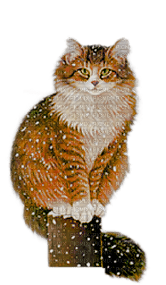 Kathleen Reynolds Winter Cat Kitten - ingyenes png