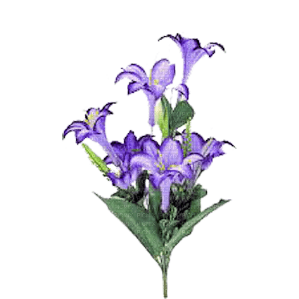 FLORES - Free PNG