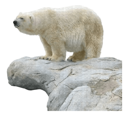 dolceluna polar white ice winter bear deco - ücretsiz png