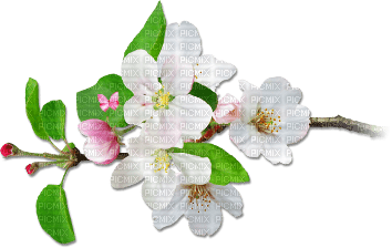 soave deco fruit apple branch flowers spring green - PNG gratuit