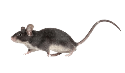 mouse katrin - png gratis