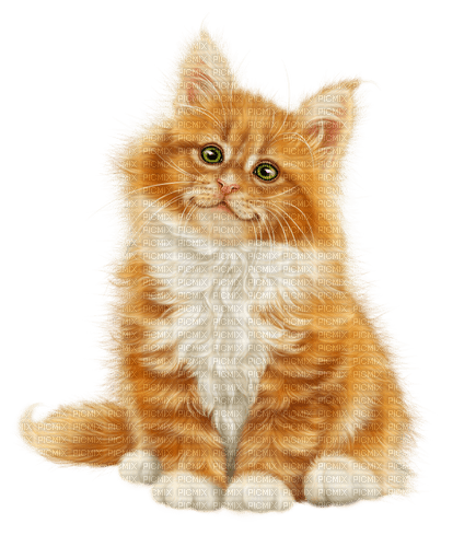 Gato angora amarillo - Free PNG