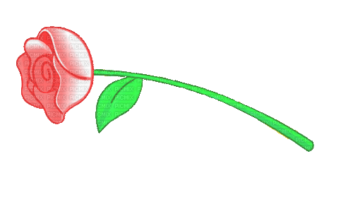 rose,fleur,gif, roses, Pelageya - Gratis geanimeerde GIF