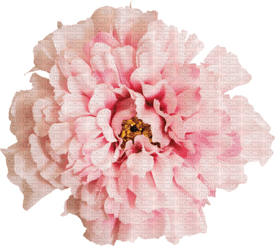 Kaz_Creations Deco Flowers Flower  Colours - png grátis