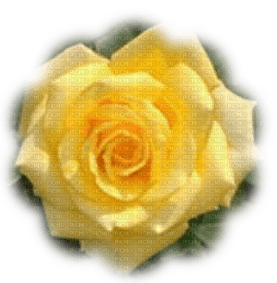 trandafir - PNG gratuit